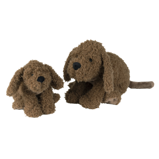 Labradoodle Larry